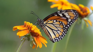 butterfly world