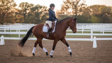 tradewinds park stables